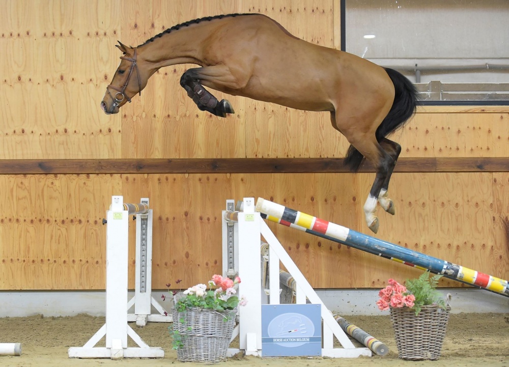 kant Ontwijken Lucht Ontdek de jonge paarden collectie van Horse Auction Belgium | Horseman